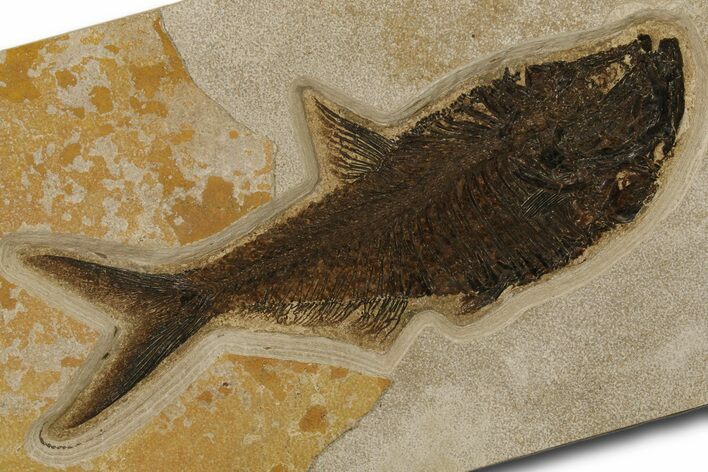Fossil Fish (Diplomystus) - Green River Formation #383061